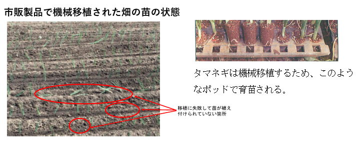 市販製品で機械移植された畑の苗の状態